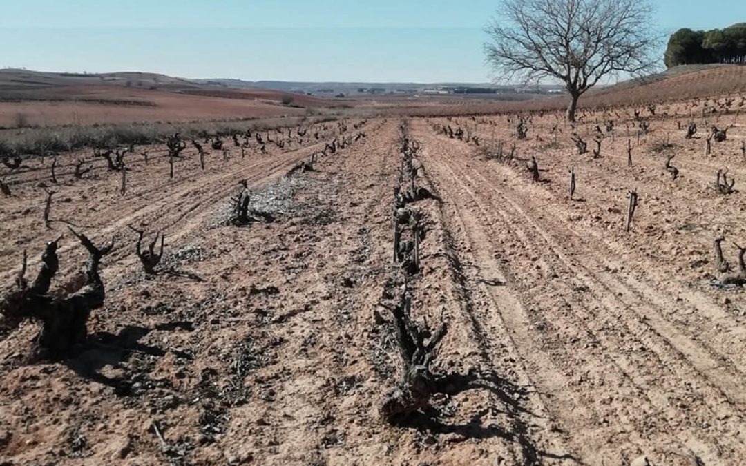 Lukas ardotegia Francisco Barona mahastietan