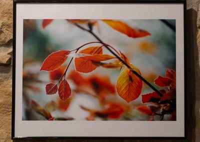 Ainara Garcia - Naturari begiradak