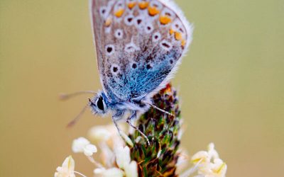 Naturari begiradak – Ainara Garcia