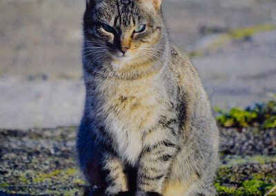 Patricia Schaan Amilibia – Miradas