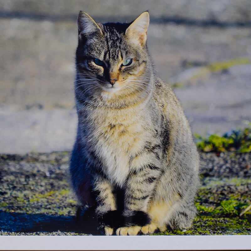 Patricia Schaan Amilibia